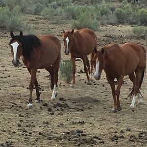 Meet your Posher, Rebekah